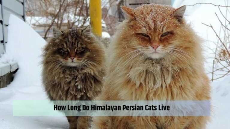 How Long Does a Siberian Cat live inside?