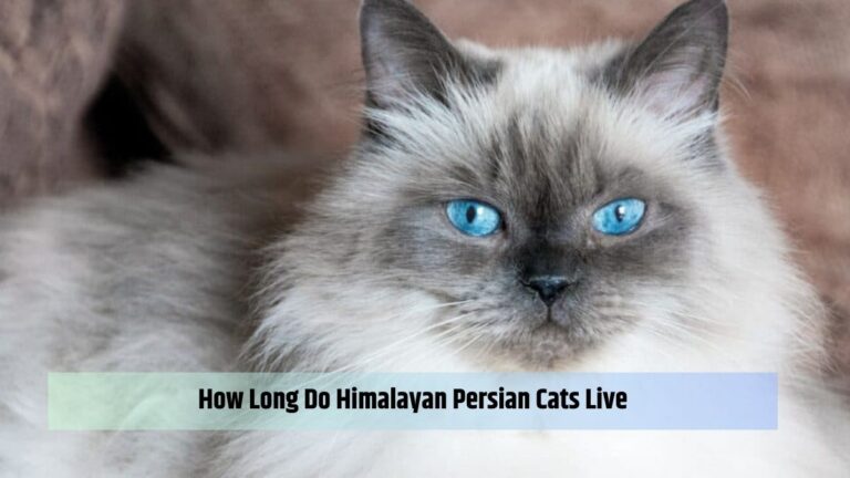 How Long Do Himalayan Persian Cats Live