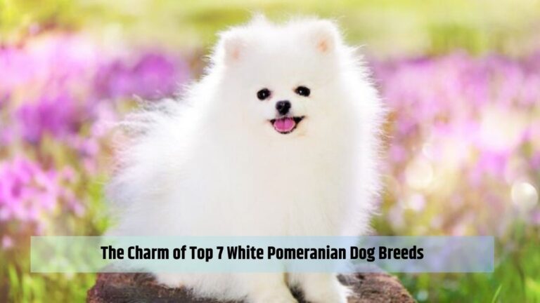 The Charm of Top 7 White Pomeranian Dog Breeds