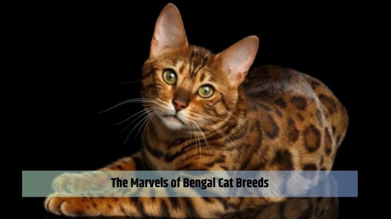 The Marvels of Bengal Cat Breeds