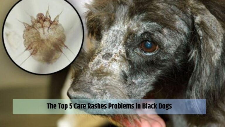 The Top 5 Care Rashes Problems in Black Dogs