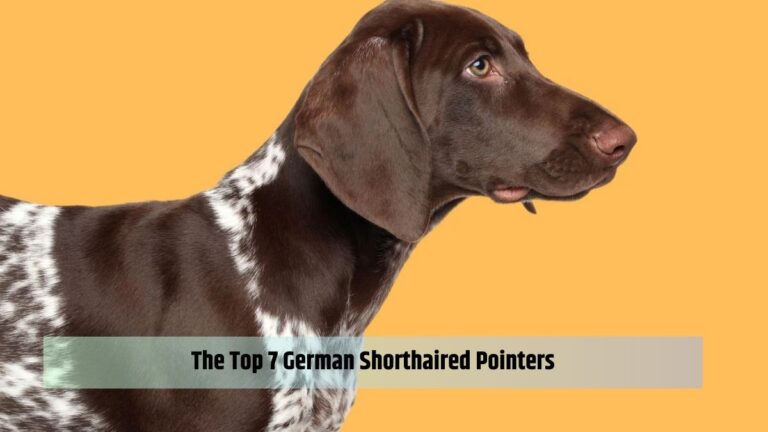 The Top 7 German Shorthaired Pointers