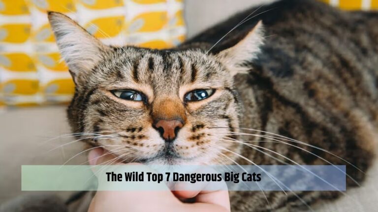 The Wild Top 7 Dangerous Big Cats