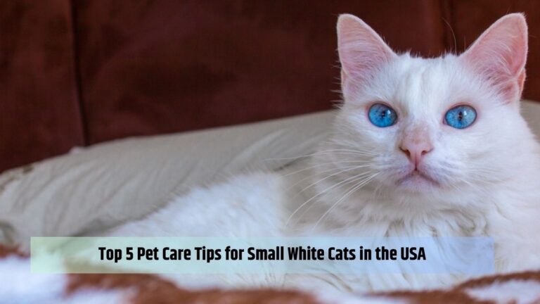 Top 5 Pet Care Tips for Small White Cats in the USA
