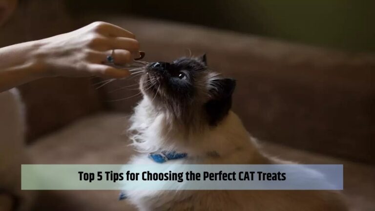 Top 5 Tips for Choosing the Perfect CAT Treats