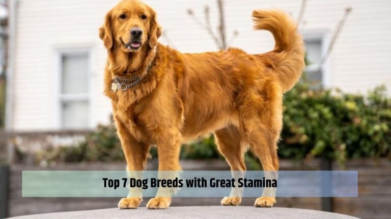 Top 7 Dog Breeds with Great Stamina
