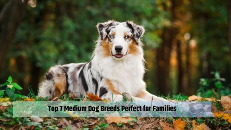 Top 7 Medium Dog Breeds Perfect for Families