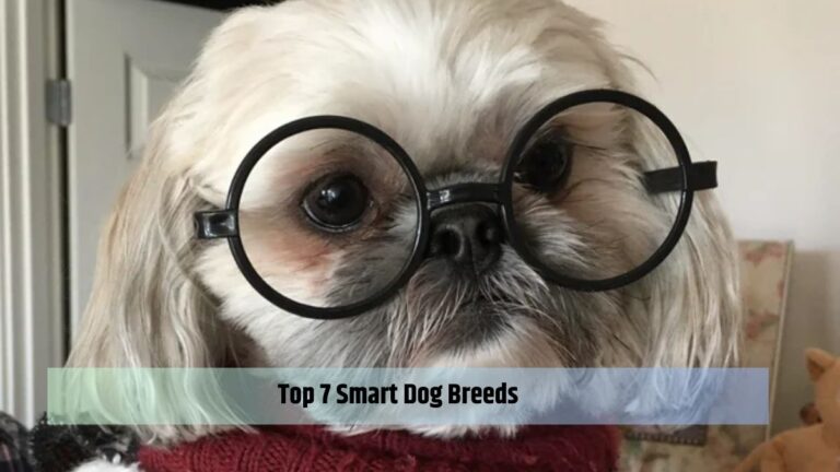 7 Smart Dog Breeds